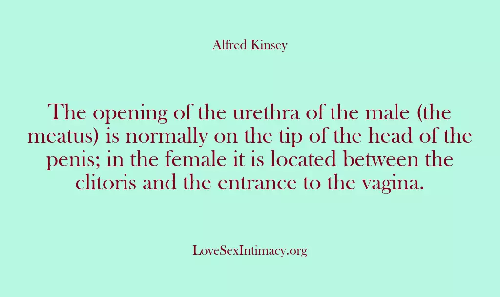 The opening of the urethra of the male (the meatus) is normally…